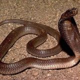 Philippine Cobra Facts and Pictures