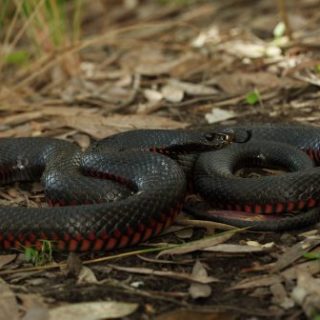 Red-Bellied Black Snake Facts and Pictures