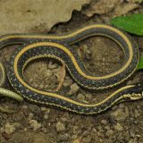 Texas Garter Snake Facts and Pictures