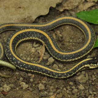 Texas Garter Snake Facts and Pictures