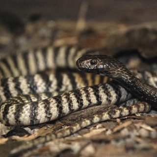 Zebra Spitting Cobra Facts and Pictures