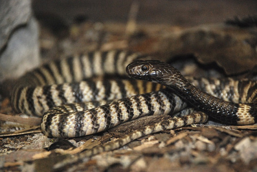 Zebra Spitting Cobra Facts and Pictures | Reptile Fact