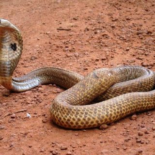 Southern Black Racer Facts and Pictures