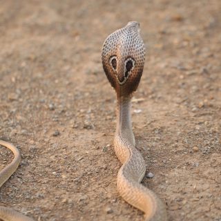 Indian Cobra Facts and Pictures