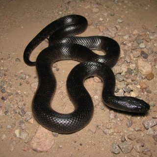 Mexican Black Kingsnake Facts and Pictures