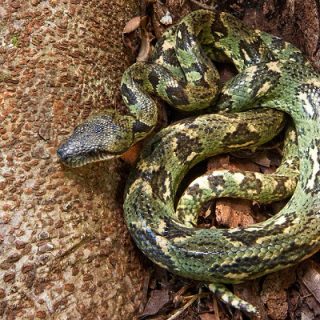 Madagascar Tree Boa Facts and Pictures