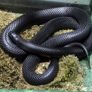 Mexican Black Kingsnake Facts and Pictures