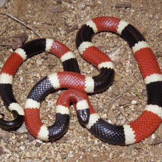 Arizona Coral Snake Facts and Pictures