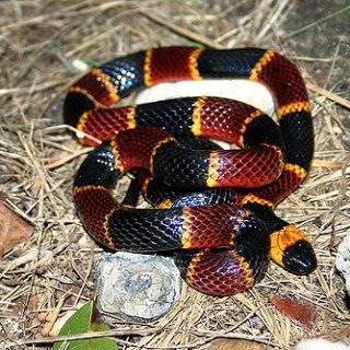 Eastern Coral Snake Facts and Pictures