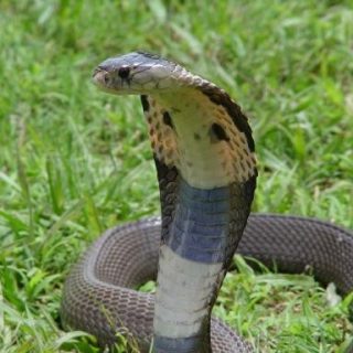 Monocled Cobra Facts and Pictures