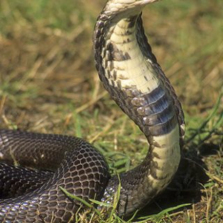 Monocled Cobra Facts and Pictures