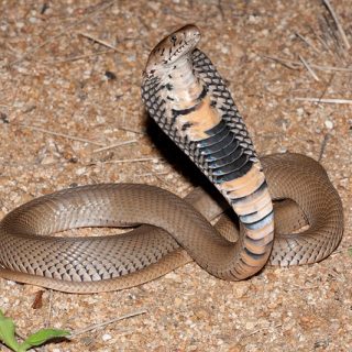 Brazos Water Snake Facts and Pictures