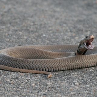 Mozambique Spitting Cobra Facts and Pictures