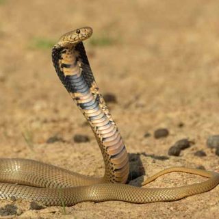 Mozambique Spitting Cobra Facts and Pictures