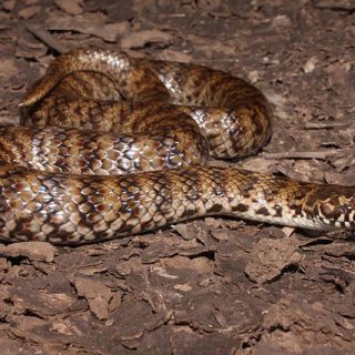 Mud Adder Facts and Pictures