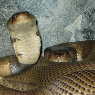 Nubian Spitting Cobra Facts and Pictures