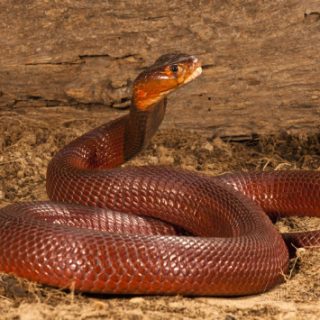 Red Spitting Cobra Facts and Pictures