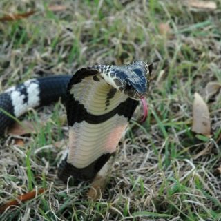 Indochinese Spitting Cobra Facts And Pictures