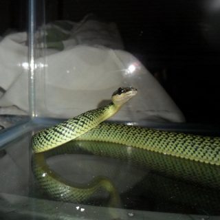 Golden Tree Snake Facts and Pictures