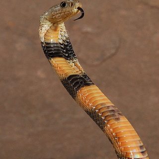 Caspian Cobra Facts and Pictures