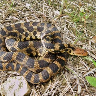 Eastern Fox Snake Facts and Pictures