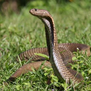 Philippine Cobra Facts and Pictures