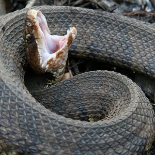 Cottonmouth Facts and Pictures