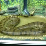 Green Anaconda Facts and Pictures