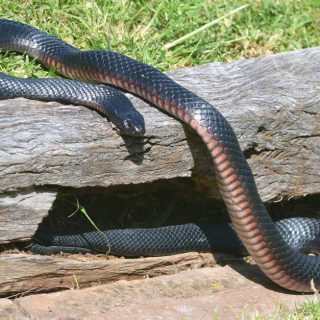 Red-Bellied Black Snake Facts And Pictures