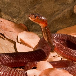 Red Spitting Cobra Facts and Pictures