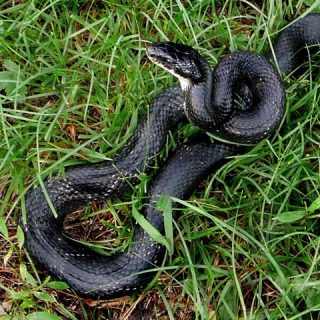 Black Rat Snake Facts and Pictures