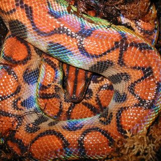 Rainbow Boa Facts and Pictures