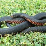 Red-Bellied Black Snake Facts And Pictures