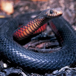 Red-Bellied Black Snake Facts and Pictures