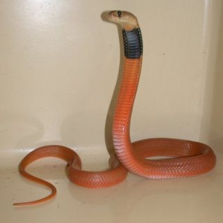 Red Spitting Cobra Facts And Pictures