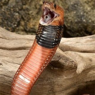 Red Spitting Cobra Facts and Pictures