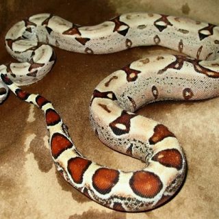 Red-Tailed Boa Facts and Pictures