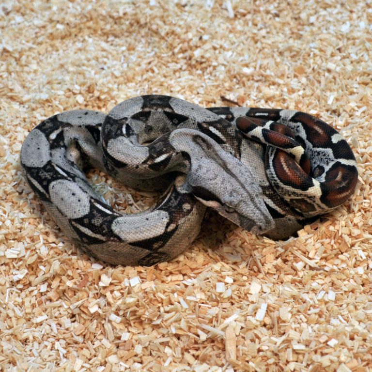 RedTailed Boa Facts and Pictures