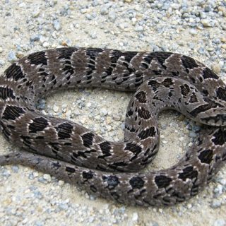 Rhombic Night Adder Facts and Pictures