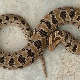 Rhombic Night Adder Facts and Pictures