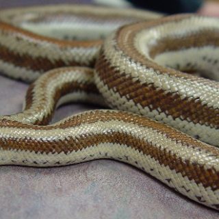 Rosy Boa Facts and Pictures