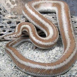 Dubois's Sea Snake Facts and Pictures