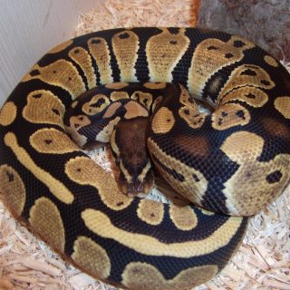 Ball Python Facts and Pictures