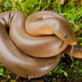 Rubber Boa Facts and Pictures