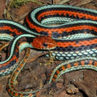 San Francisco Garter Snake Facts and Pictures