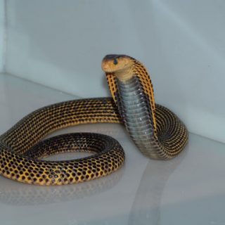 Southern Philippine Cobra Facts and Pictures | Reptile Fact