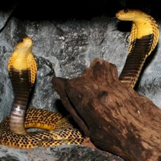 Southern Philippine Cobra Facts and Pictures