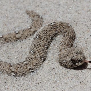 Namaqua Dwarf Adder Facts and Pictures