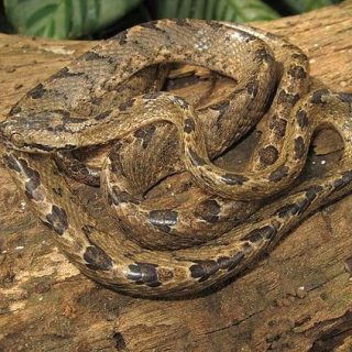 Northern Water Snake Facts and Pictures