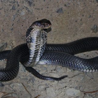 Chinese Cobra Facts and Pictures